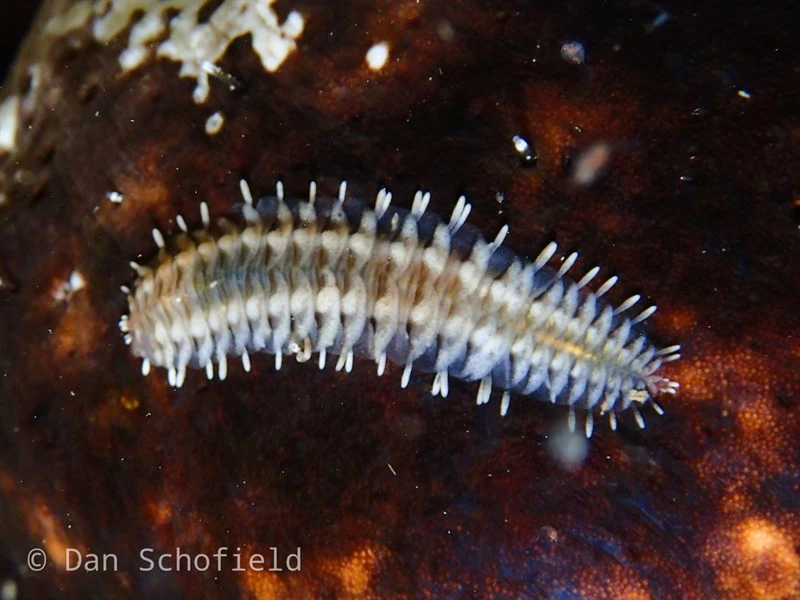 , Sea Cucumber Scale Worm, Clavigera Worm, Clubbed Scaleworm, Gastrolepidia clavigera