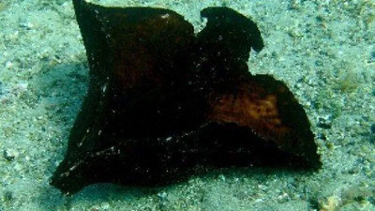 Gefleckter-Seehase-Aplysia-fasciata