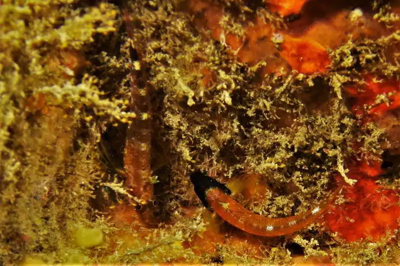 Gelber Spitzkopf-Schleimfisch Dreiflossen - Tripterygion delaisi