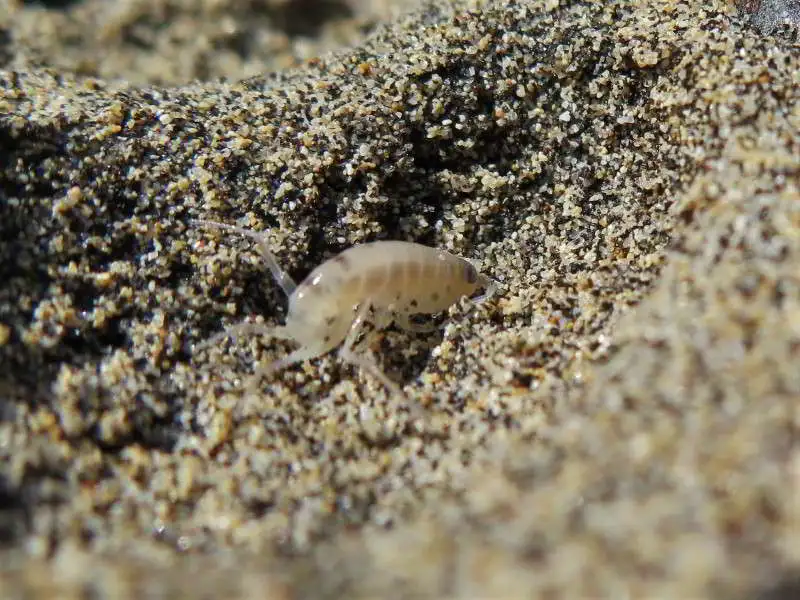 Gemeiner-Strandfloh-sandloh-strandhüpfer-sandhüpfer-talitrus-saltator-Kanaren-kanarische-inseln-tauchen-Mittelmeer-atlantik-krebstiere-arten