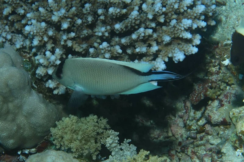 Zebra angelfish, Lyretail Angelfish, Swallowtail Angelfish, Zebra Angelfish, Genicanthus caudovittatus