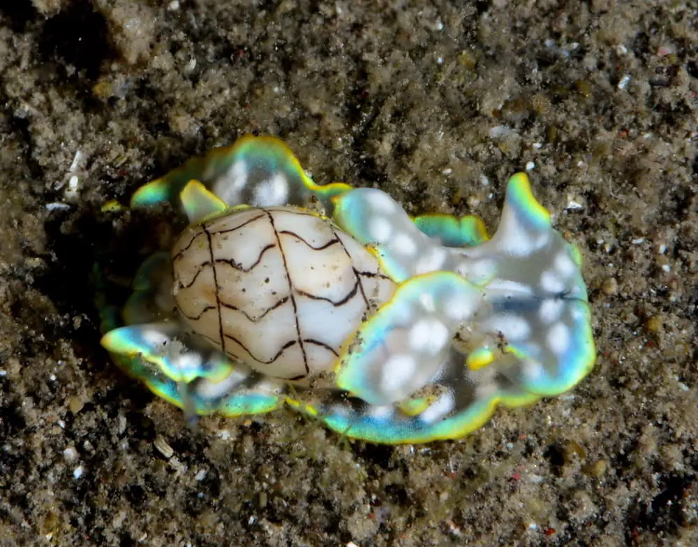 Gepunktete Papierblasenschnecke - Micromelo undatus
