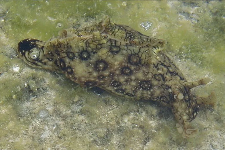 Geringelter Seehase Flügel-Seehase - Aplysia dactylomela