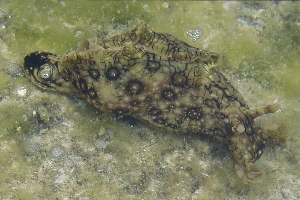 Geringelter Seehase Flügel-Seehase - Aplysia dactylomela