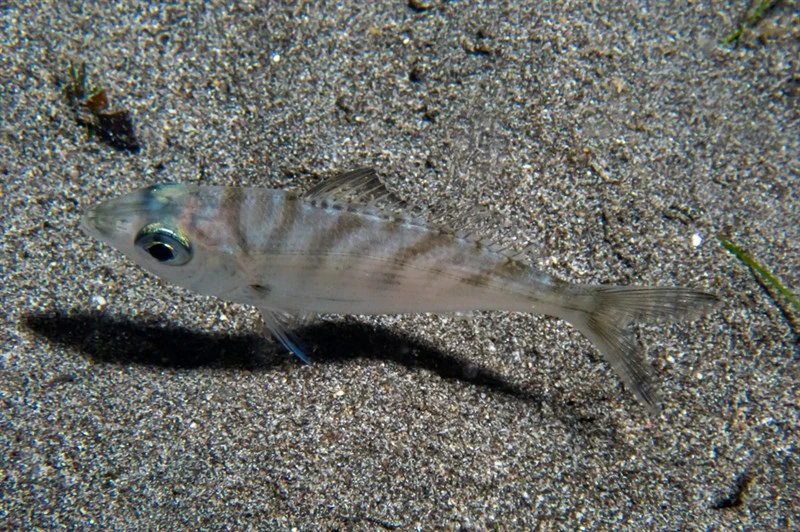 Slender silver-biddy, Slender Silver-biddy, Largebodied Silverbiddy, Slender-bodied, Silver-biddy, Slender Silverbiddy, Oblong Pursemouth, Gerres oblongus
