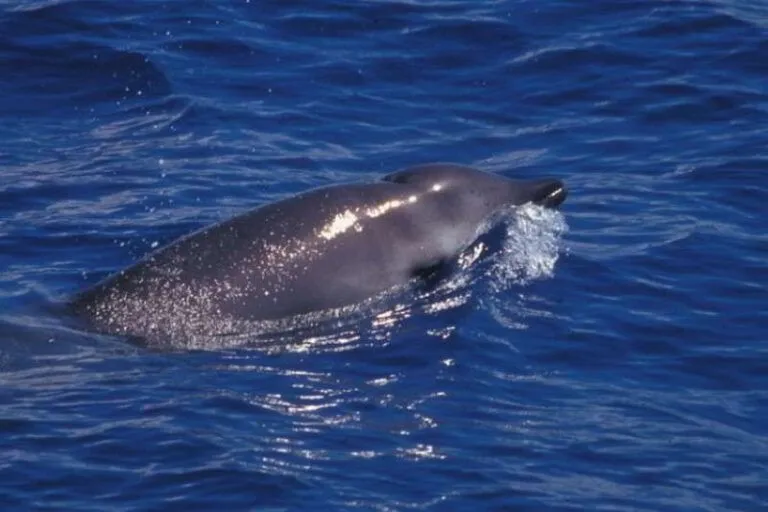 Gervais-Zweizahnwal-Europäischer-Schnabelwal-Mesoplodon-europaeus-kanaren-kanarische-inseln-Teneriffa-Gran-Canaria-Wale-Arten-Fuerteventura-Lanzarote-La-Palma-Walarten