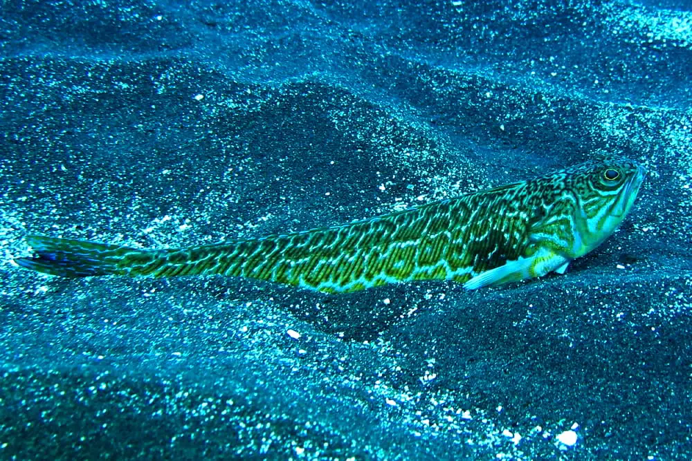 Gewöhnliches Petermännchen - Trachinus draco