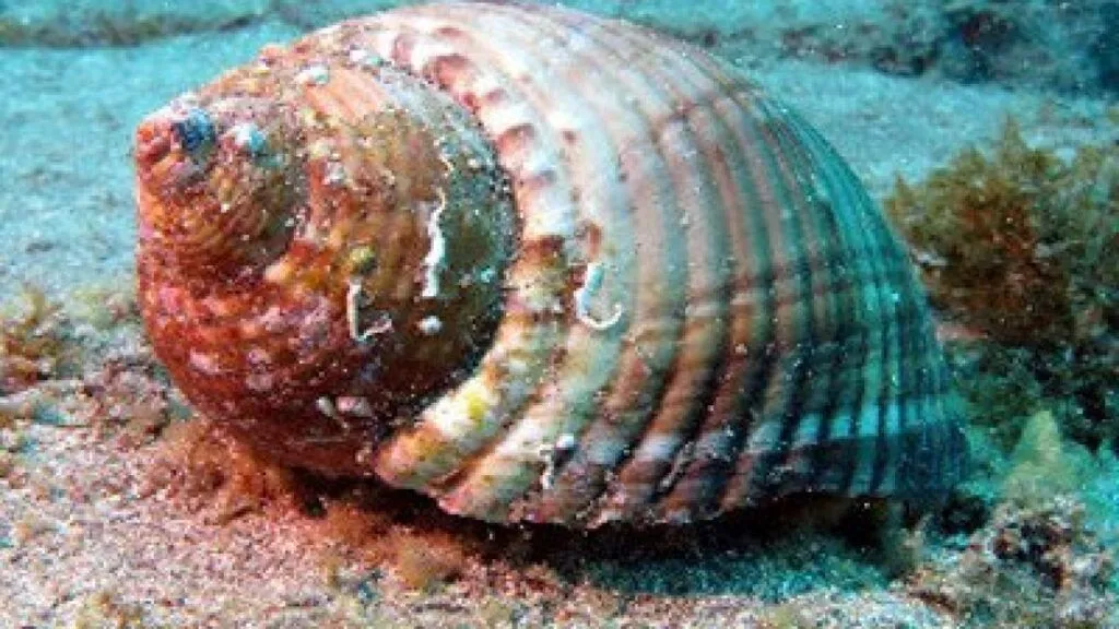 Giant-Tun-Shell-Tonna-galea-Martin-Gastropoda-diving-canary-islands-atlantic-ocean-canaries-species