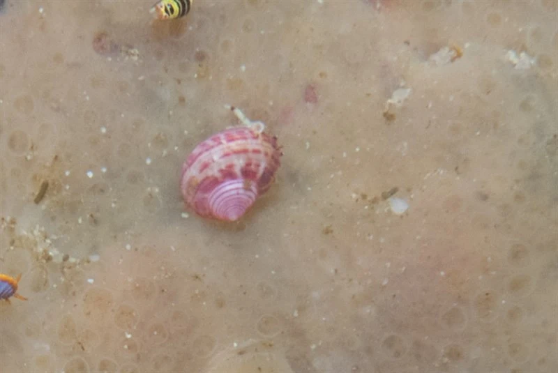 , Gibbula zonata