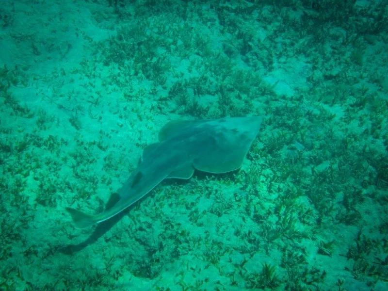 Halavi ray, , Glaucostegus halavi