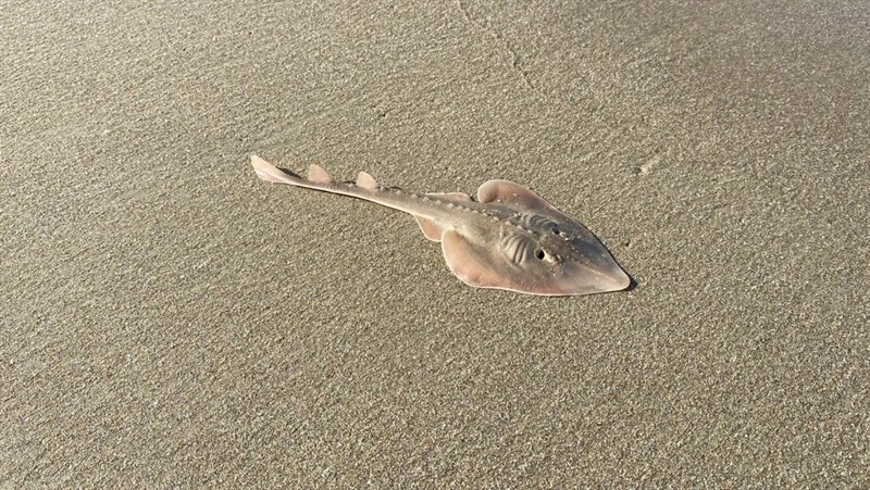 Widenose guitarfish, , Glaucostegus obtusus