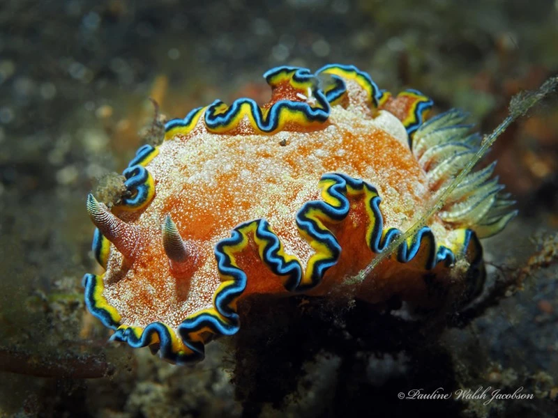 , Girdled Glossodoris, Glossodoris cincta