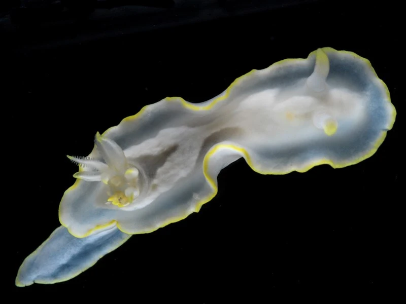 , Pallid Glossodoris, White Mantle Glossodoris, Glossodoris pallida