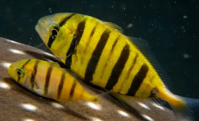 Golden trevally, Golden Trevally, Gnathanodon speciosus