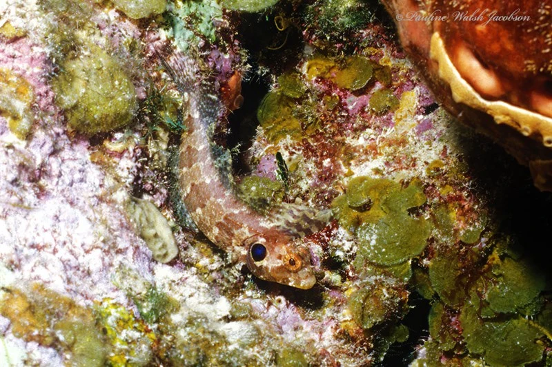 Quillfin blenny, Quillfin Blenny, Gobioclinus filamentosus