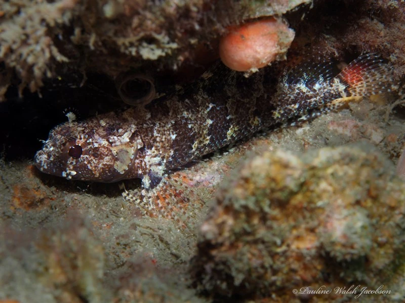 Longfin blenny, , Gobioclinus haitiensis
