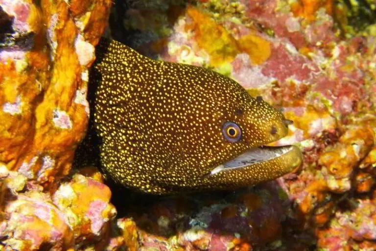 Goldentail Moray - Gymnothorax miliaris
