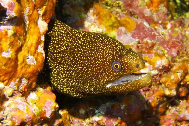 Goldschwanzmuräne - Gymnothorax miliaris