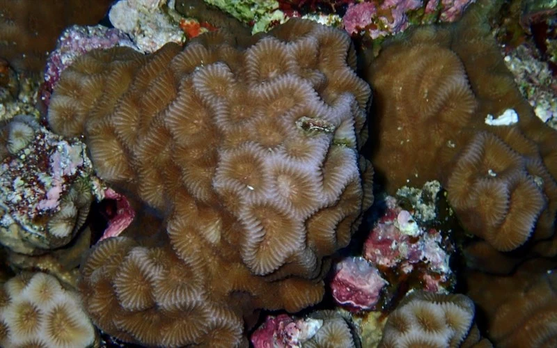 , Stony Coral, Goniastrea pectinata