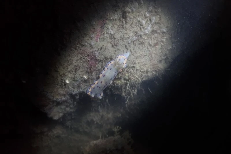 , Goniobranchus bombayanus, Goniobranchus bombayanus