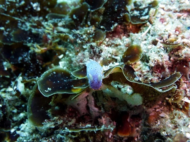 , Goniobranchus woodwardae, Goniobranchus woodwardae