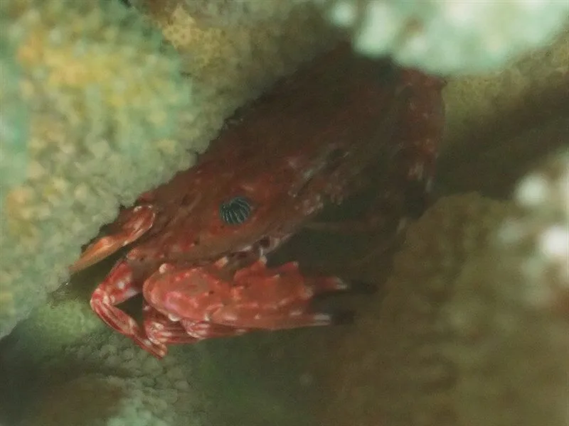 , Hawaiian Swimming Crab, Goniosupradens hawaiensis