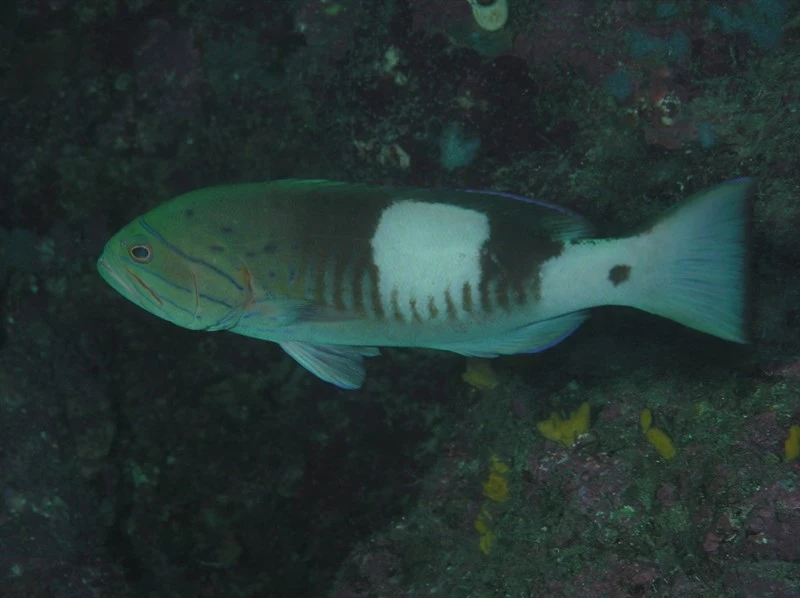 Masked grouper, Masked Grouper - Gracila albomarginata, Gracila albomarginata
