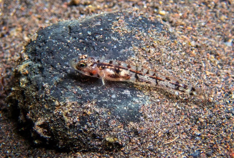 Bali goby, Bali Goby, Grallenia baliensis