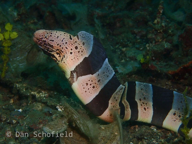 Banded mud moray, Banded Mud Moray, Gymnothorax chlamydatus