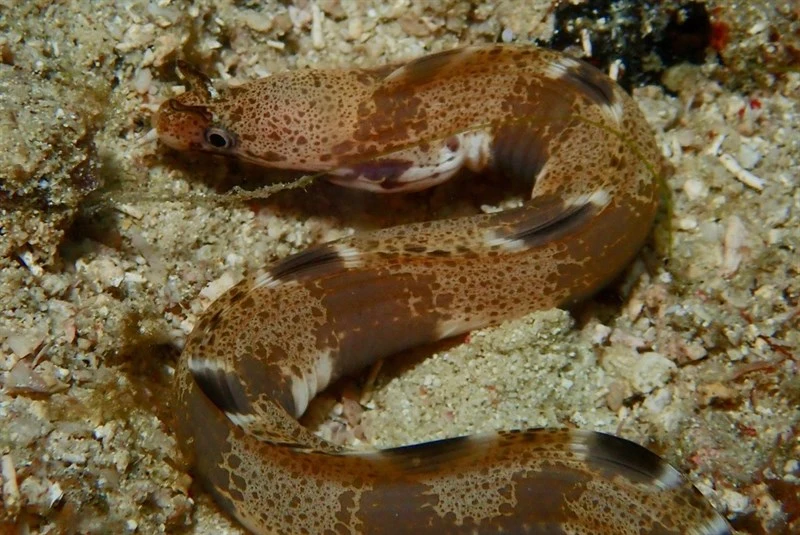 Nasal-flap moray, , Gymnothorax longinaris