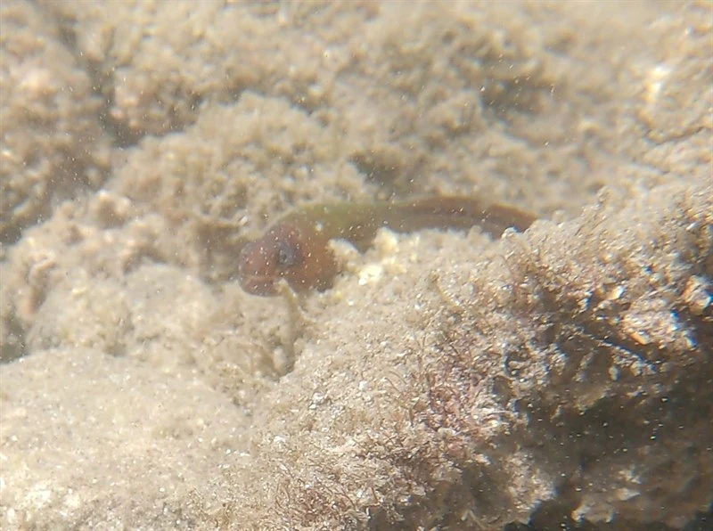 Masked moray, Gymnothorax panamensis, Gymnothorax panamensis