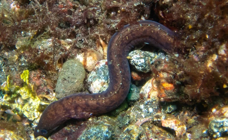 Reticulated moray, , Gymnothorax paucivertebralis