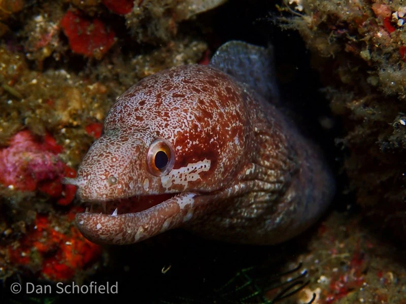 Barredfin moray, Barredfin Moray, Barred-fin Moray, Gymnothorax zonipectis