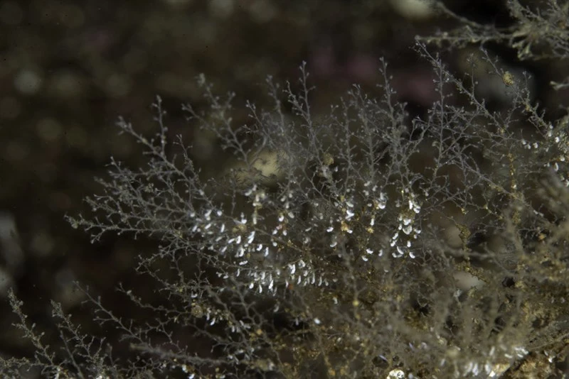 , Halecium beanii
