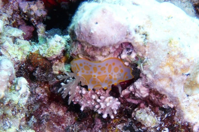 , Orange Spotted Halgerda - Halgerda aurantiomaculata, Halgerda aurantiomaculata