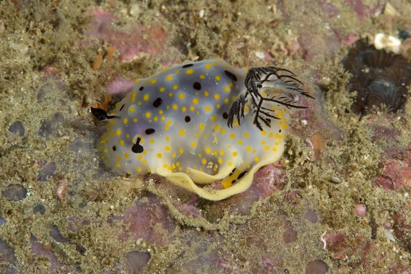, Halgerda Punctata, Halgerda punctata