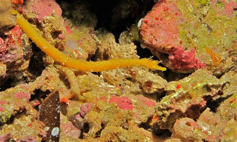 Brock's pipefish, Brock's Pipefish, Tasselled Pipefish, Halicampus brocki