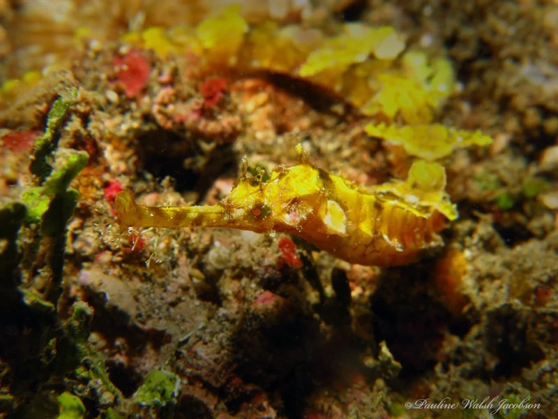 Ornate pipefish, Ornate Pipefish, Winged Pipefish, Halicampus macrorhynchus