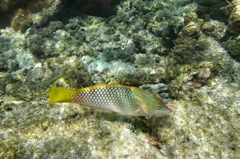 Checkerboard wrasse, Checkerboard Wrasse, Four-spot Wrasse, Rainbowfish, Wall Wrasse, Halichoeres hortulanus