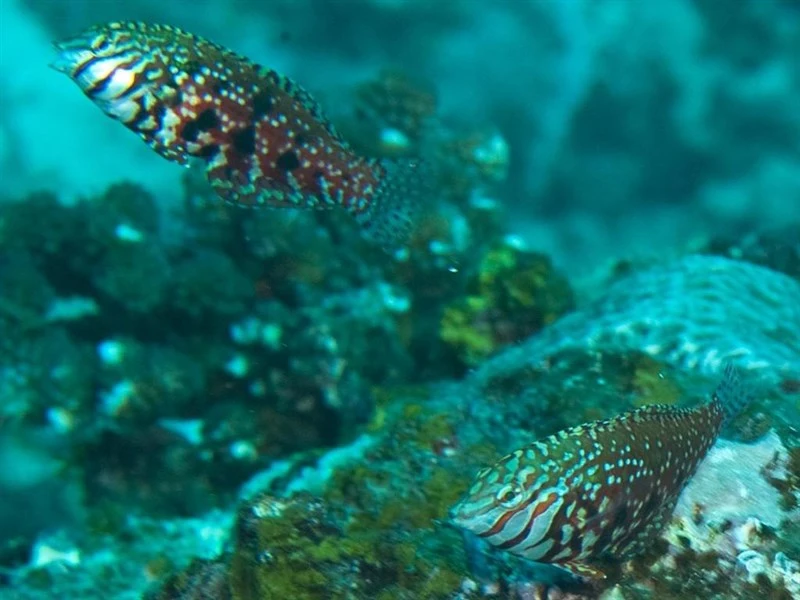 Jewelled wrasse, Mauritius Jewel Leopard Wrasse, Jewelled Wrasse, Halichoeres lapillus