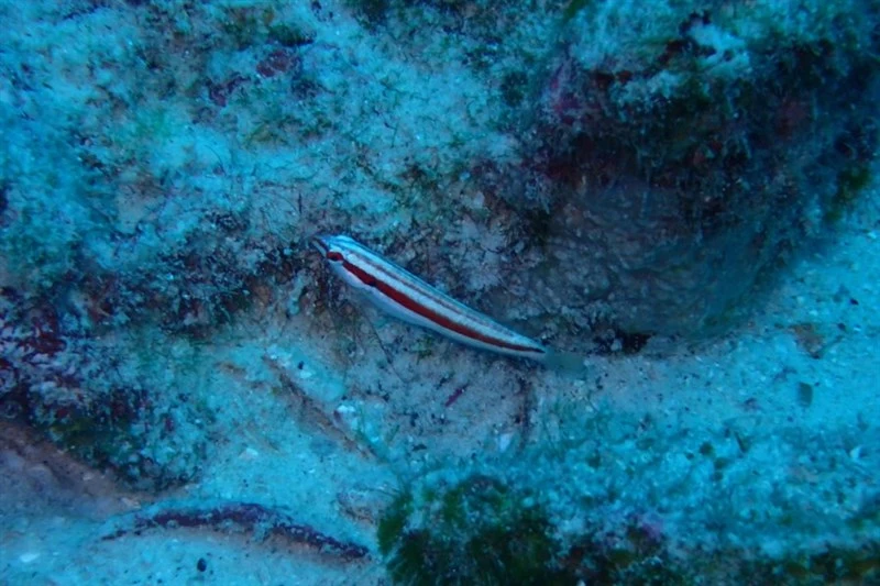 Red-striped wrasse, Red-striped Wrasse - Halichoeres salmofasciatus, Halichoeres salmofasciatus