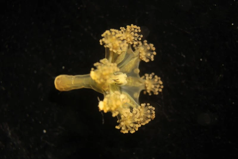 , Stalked Jellyfish, Kaleidoscope Jellyfish - Haliclystus auricula, Haliclystus auricula