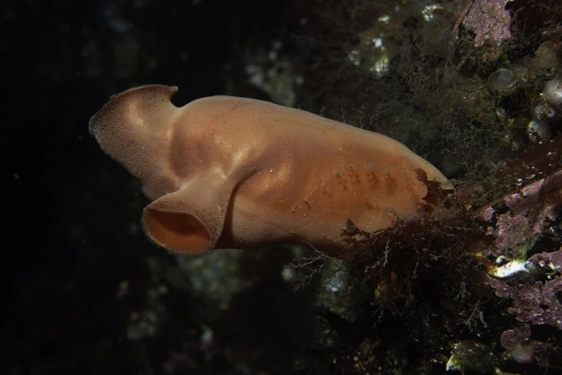 , Sea Peach, Halocynthia pyriformis