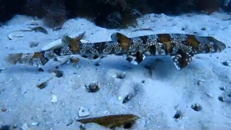 Puffadder shyshark, Puffadder Shyshark - Haploblepharus edwardsii, Haploblepharus edwardsii