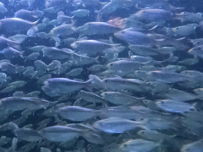 False herring, False Herring - Harengula clupeola, Harengula clupeola