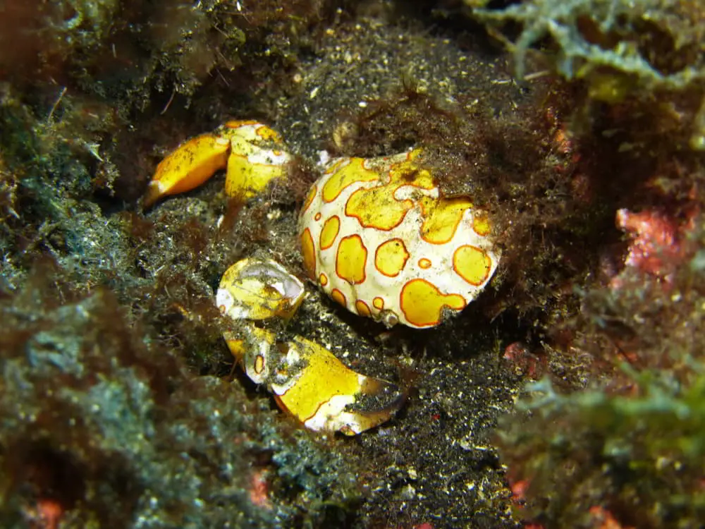 Harlekinkrabbe Bunte Rundkrabbe - Platypodiella picta