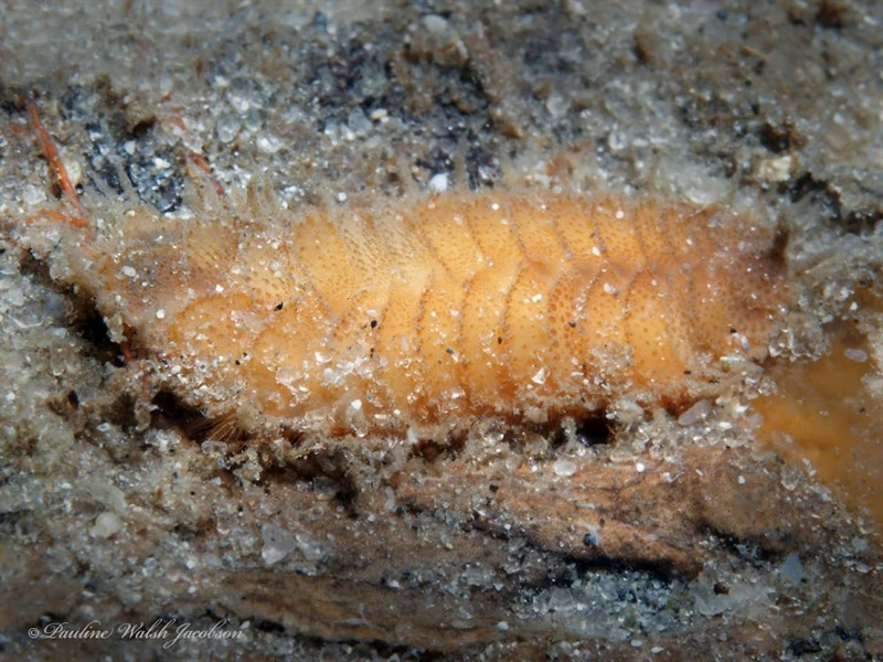 , Harmothoe aculeata