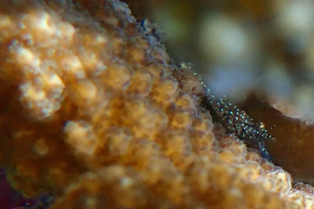 , Harpiliopsis spinigera