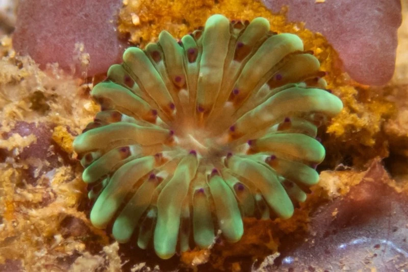 , Mushroom Coral, Heliofungia fralinae