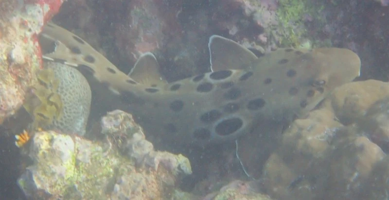 Papuan epaulette shark, Papuan Epaulette Shark, Hemiscyllium hallstromi